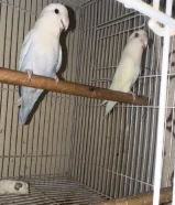 Love bird