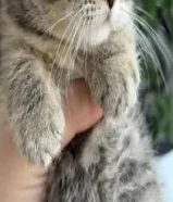 قطط سكوتش فولد و سكوتش ستريت و برتش شورت