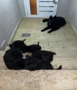 1 KWDللبيع رويال بلاك جيرمن شيبرد Royal Black german shepherd