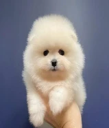 Pomeranian puppies available
