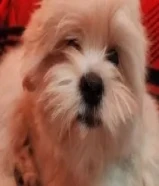 shi tzu Male for sale كلب للبيع شيتزو ذكر عمر 5 شهور