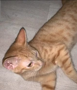 للتبني قطة انثى