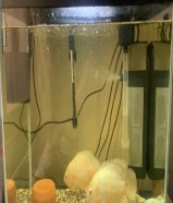 سمك أوسكار مع الحوض 35