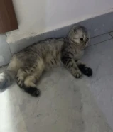 قطوة تبني مع الجواز