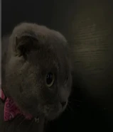 قطوة سكوتش فولد رمادية – أنثى (عمر سنة ونص) للبيع حط سعرك و شيل تناسب الي يبي انتاج طيب