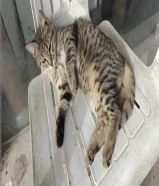 قطة صغيرة أنثى، حنونة ولطيفة، قطة شارع بلا مأوى، تبحث عن شخص طيب يكون وليّ أمرها ويعتني بها بحب واهت