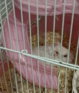 هامستر للبيع. الانثي حامل. وسعرها مع كل الأغراض. وأقصى. بسعر خيالي