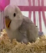 ماشاءالله تبارك الله متوفرين فروخ روز العمر شهر ونص ربوه نهاية عس وبداية طيران الصحه ممتازه ولعوبين ونشيطين كل فرخ يكون مع كامل اغراضه والاحجام والالوان ماشاءالله جميله جداً للتواصل:اضغط لإظهار رقم الهاتف 965667167XX