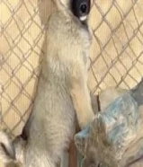 جراء بوردر كولي كلاب الراعي