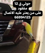 طير روز مفقود يرجى
