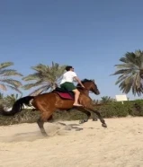 خيل للايجار في جميع مناطق الكويت