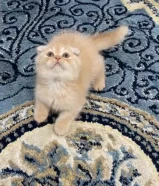 للبيع كيتن طيب