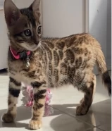 Bengal Kittens