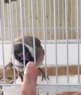 زوجين بلابل للبيع