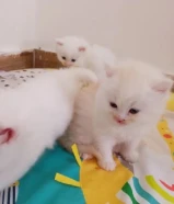 عدد 5 قطط للبيع