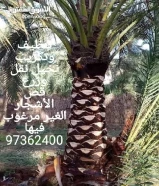 تنسيق حدائق وتنظيف وتكريب نخيل