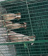 للبيع كلاب مكس بتوبل و امريكان بولي