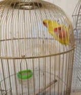 للبيع طيوور لوف بيرد وجاوا وبادجي كلن بقفصهم