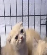 للبيع قطط برتش شورت هير وسكوتش فولد شورت هير