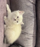 قطط سكوتش ستريت