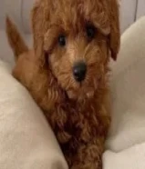 مطلوب كلب للتبني