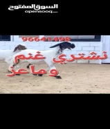 2,000 KWDنشتري غنم وماعز مراح