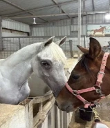 للبيع مهر فرنسي الأب بطل و الام بطله