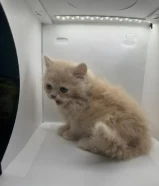 Adorable Scottish long hair Kittens!