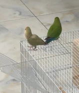 للبيع زوج روز