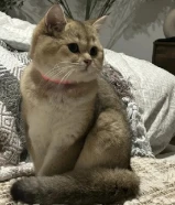 للتبني واتساب فقط