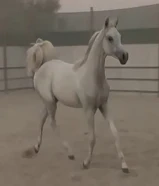 للبيع مهر مصري بيور