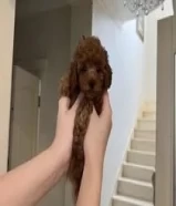 Toy poodle red