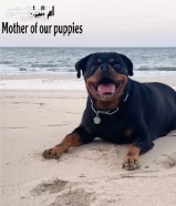 1/10Ask For PriceRottweiler puppies جراء روت وايلر