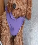 نثيه عمر 6 شهور للبيع توي بودل