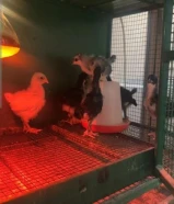 فروخ استرالوب