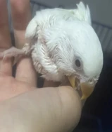 فروخ روز / لوف بيرد ربوه يقبلون الغر بالابره للبيع