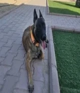 مالينو للبيع