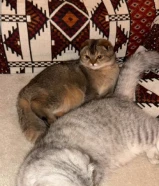 قطوتين سكوتش فولد للبيع