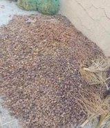 تمر هالك للبيع