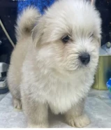 للبيع على اجلابه النوع شيتتزو العمر شهرين الصحه اوك لعوبين في ذكر و في نثيه