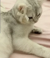 ذكر ستريش ستريت عمره 7 شهور مطعم وسليم مافيه شب للبيع