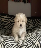 Maltese puppy 1.5 months old