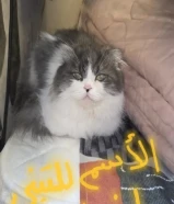 قطط عمر من شهرين إلى سنتين يوجد بيع و يوجد تبني جميع القطط خاليه من الأمراض