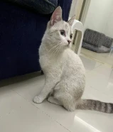 قطوة للتبني "انثى" اقرأ الوصف