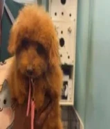 كلبت توي بودل أليف و يلعوب و حركي و مطعم