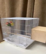 طيور نوع روز للبيع