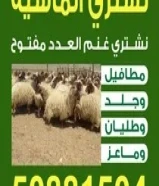 نشتري غنم العدد مفتوح مطافيل وجلد وطليان وماعز العدد مفتوح50881504