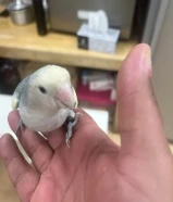 براكيت ربوه ولوف بيرد ربوه