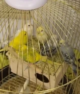 للبيع طيور حب بدون قفص