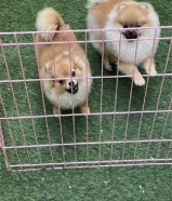 بوميرينيان انثى وذكر. 9شهور. دفتر تطعيماتهم. متعلمين عالباد.